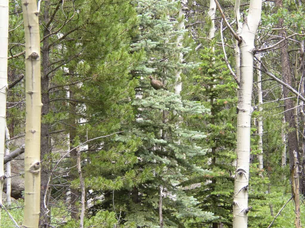 14.-Blue-Grouse-on-Mule-Deer-Trail-at-GGCSP-7-4-04