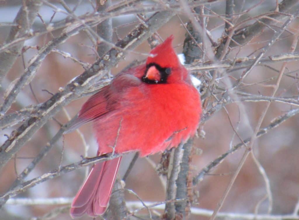 Identify with the Cardinals.