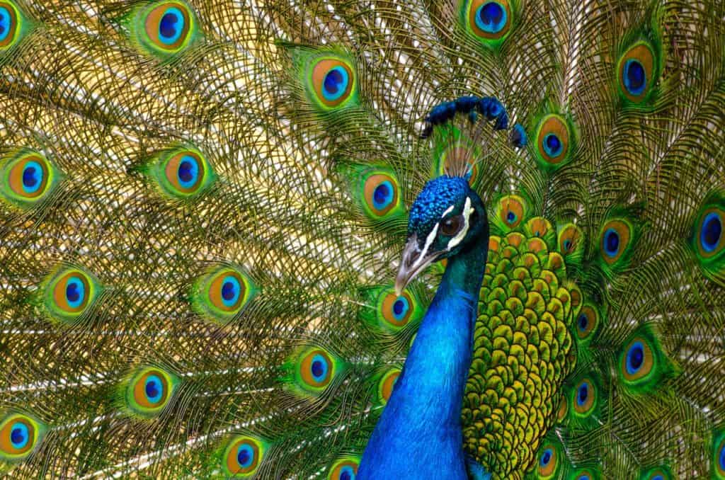 peacock and forgiveness
