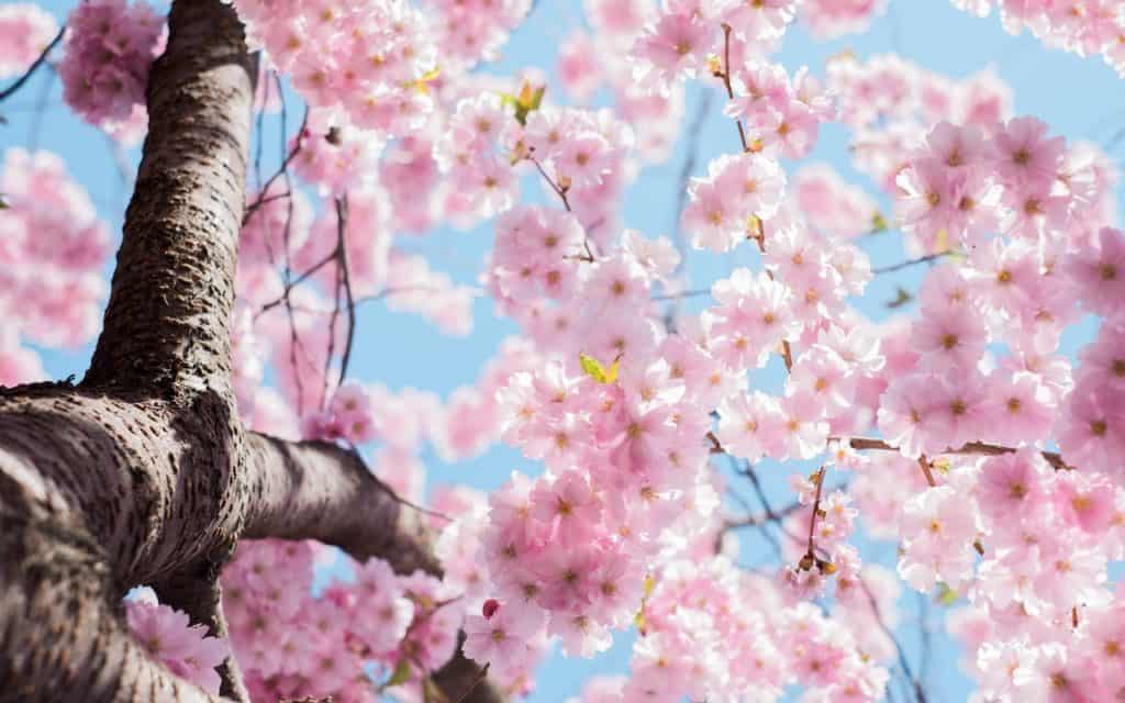 Cherry blossoms symbolize hope.