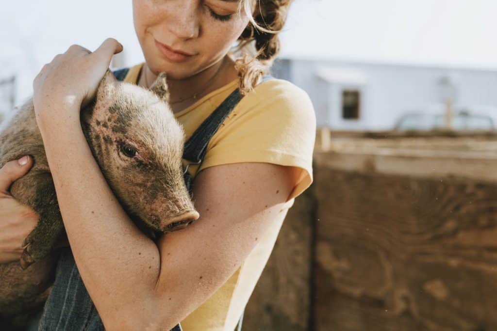 volunteer service caring for a piglet