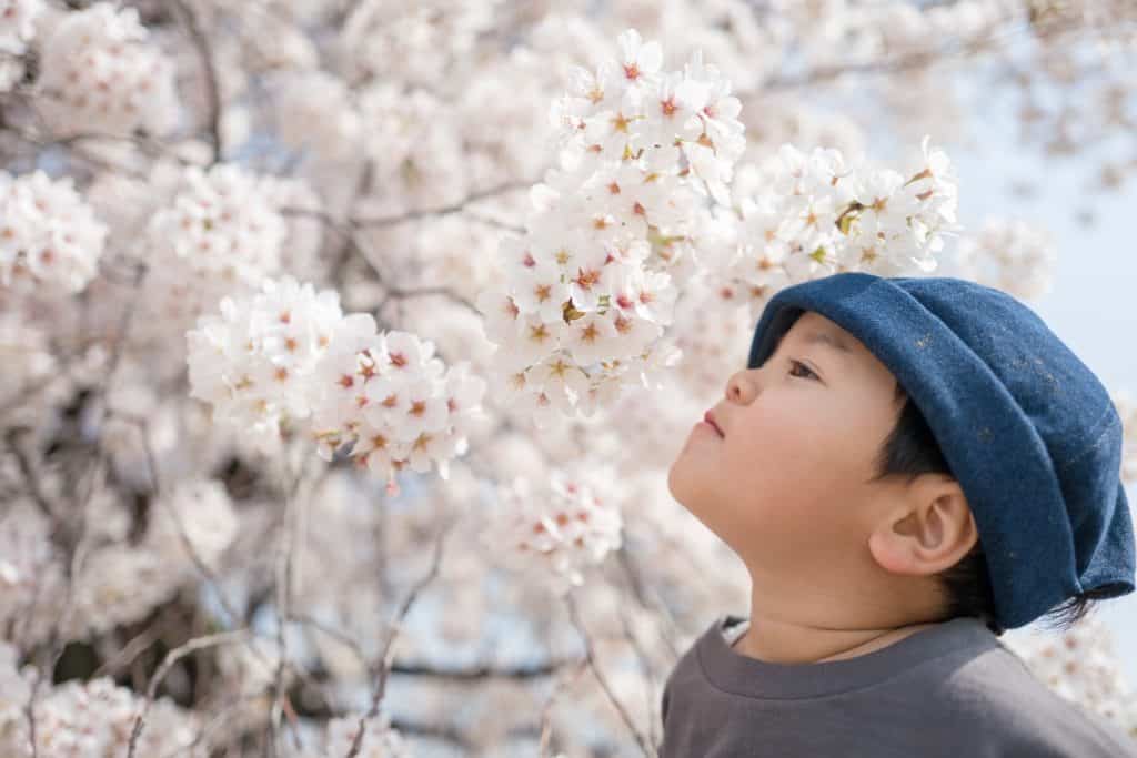 Young child shows desire for beautiful cherry blossoms