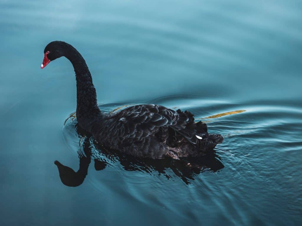 Coronavirus is the stock market's black swan event.