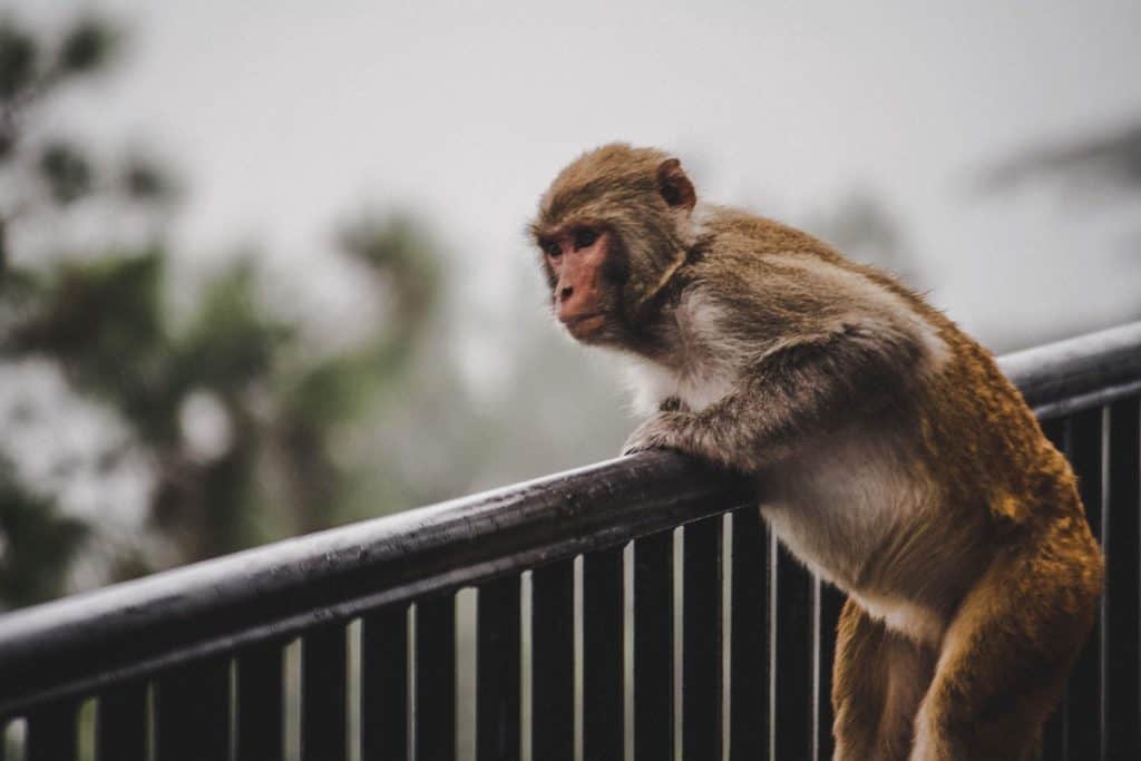 Curious monkey gazes over the balcony