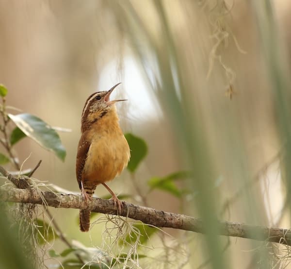 Carolina wren sings its satisfaction