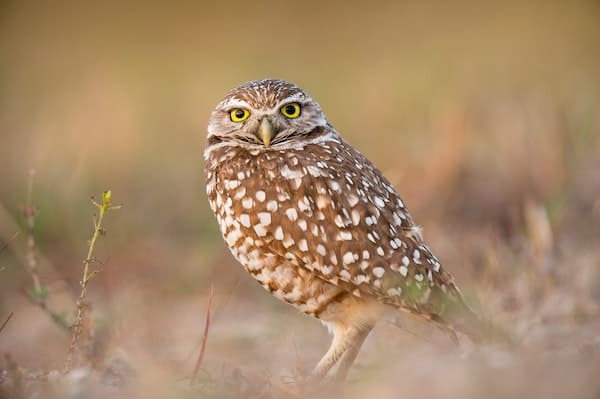 owl curious about intelligence