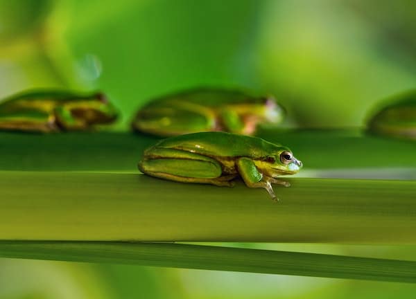 Frogs on a log, not taking action