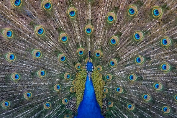 Peacock's compounding feathers