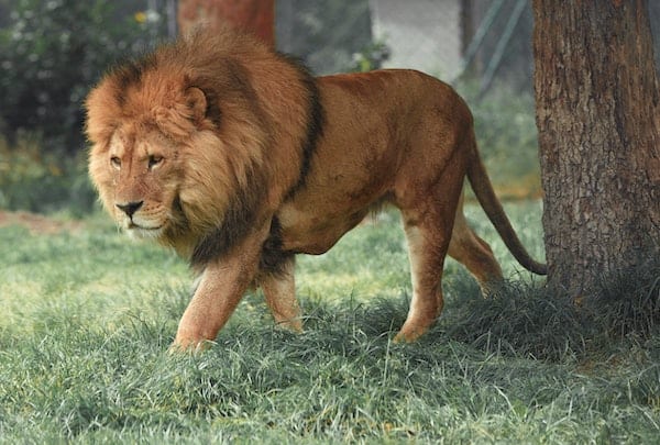 Lion, relentless on the hunt