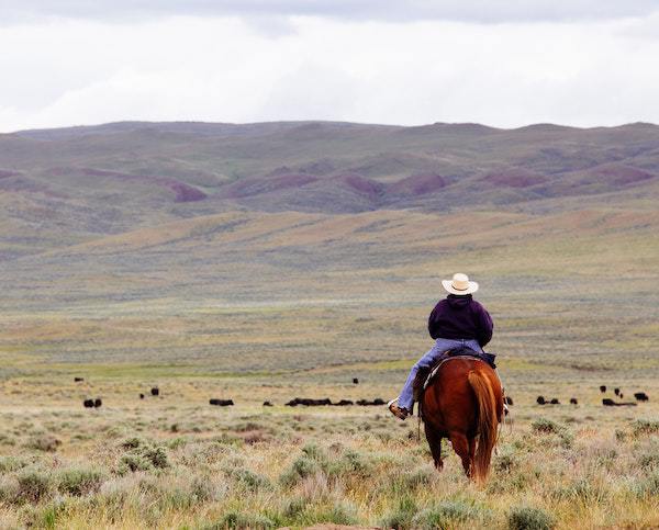 Self-reliant cowboy herding cows