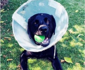 Cone of shame requires extensive emergency fund