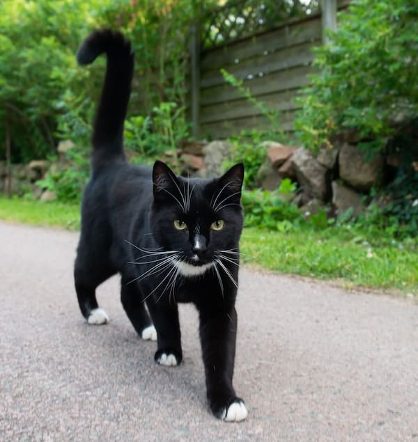 Tuxedo cat walking with intensity