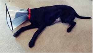 Puppy with cone