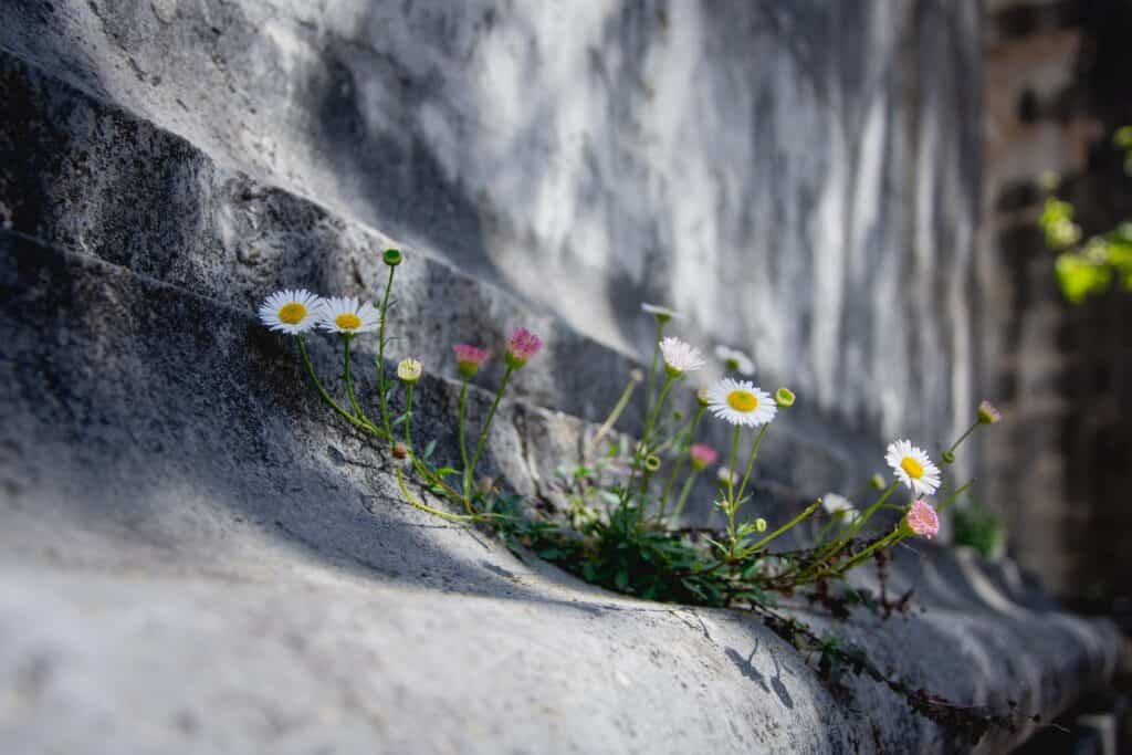 Flowers growing out of rock.