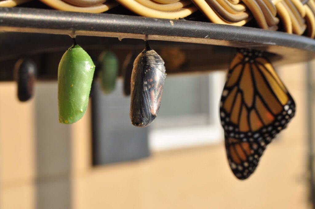the transition of a butterfly from a cocoon