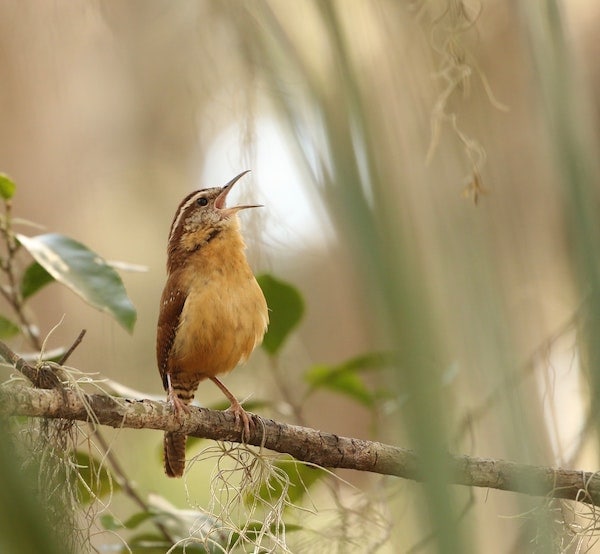 MMM satisfaction 6-22-20 (Carolina wren) (600)